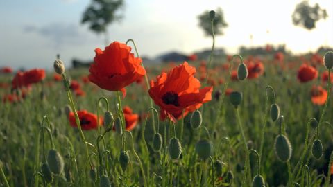 Poppies