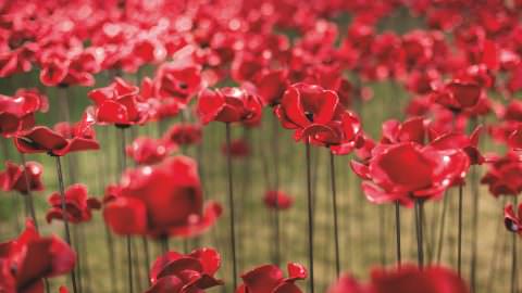 'Blood Swept Lands and Seas of Red' poppy installation at the Tower of London to mark the centenary of the First World War.